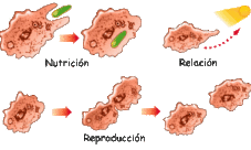 ¿Qué funciones llevan a cabo las células?