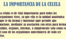 Importancia de las células en los seres vivos