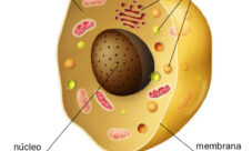 Partes de la célula
