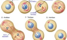 ¿Qué es la división celular?