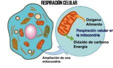 ¿Qué es la respiración celular?