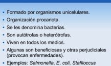 ¿Cuáles son las características del reino monera?