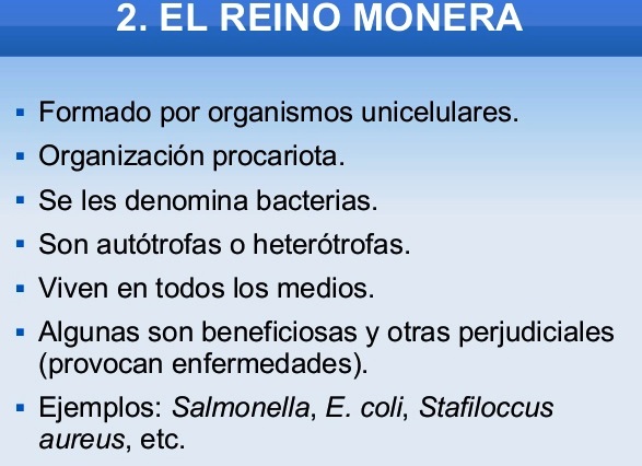 ¿Cuáles son las características del reino monera?