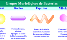 Ejemplos del reino monera