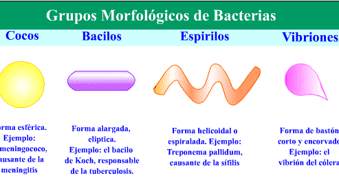 Ejemplos del reino monera