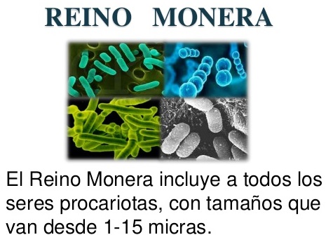 Definición de reino monera