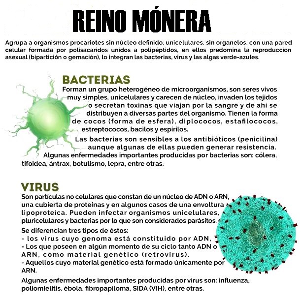 Definición de reino monera