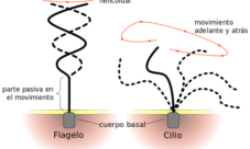 ¿Cómo se mueve el reino monera?