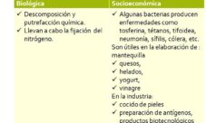 ¿Cuál es la importancia del reino monera?