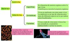 ¿Cómo es la nutrición del reino monera?