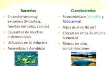 ¿Quiénes conforman el reino monera?