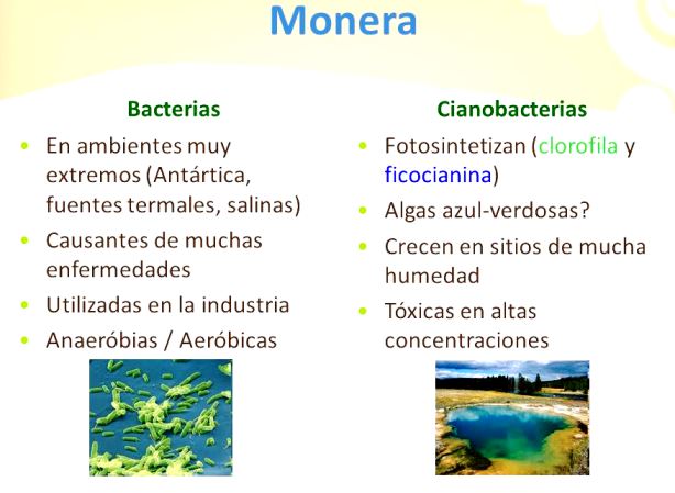 ¿Quiénes conforman el reino monera?
