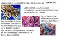Reino monera, explicación para los niños