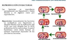 ¿Cómo se reproducen los organismos del reino monera?