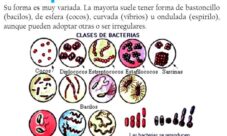¿Qué son las bacterias en el reino mónera?