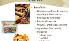 Beneficios del reino mónera para el ser humano