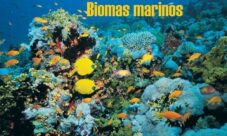 ¿Qué es un bioma acuático?