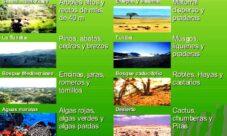 ¿Cuáles son los tipos de biomas que existen?