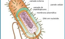 Célula del reino mónera