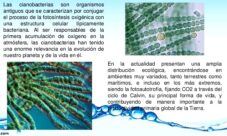 ¿Qué son las cianobacterias en el reino mónera?