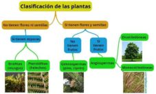 ¿Cuál es la clasificación de las plantas?