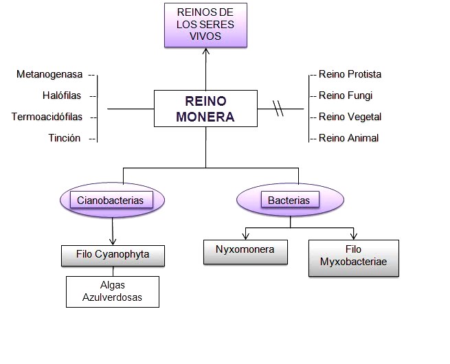Clasificación del reino mónera