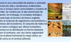 ¿Cómo fluye la energía en los biomas?