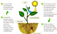 ¿Cómo realizan las plantas la fotosíntesis?