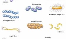 ¿Cómo se representa el reino mónera?