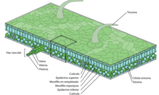 ¿Qué es la epidermis de una hoja?