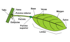 ¿Cuál es la estructura de la hoja?