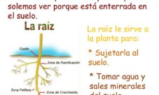 ¿Cuál es la función de la raíz de la planta?