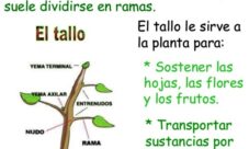 ¿Cuál es la función del tallo de una planta?