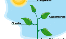 ¿Cuál es la función principal de las plantas?