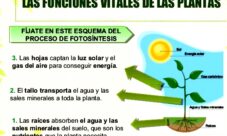¿Cuáles son las funciones de una planta?