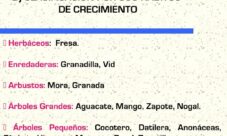 ¿Qué es el hábito de crecimiento de las plantas?