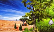 Importancia de la conservación de los biomas bosque y desierto