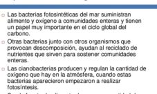 Importancia ecológica del reino mónera