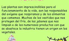 ¿Cuál es la importancia de las plantas para el ser humano?