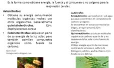 ¿Cuál es el metabolismo del reino mónera?