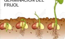 La germinación de las plantas