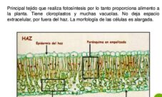 ¿Qué es el parénquima en empalizada?