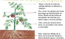 ¿Cuáles son las partes de una planta?