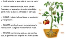¿Cómo explicar a los niños las partes de las plantas?