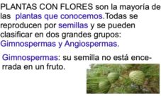 ¿Cómo se llaman las plantas con flores, semillas y frutas?