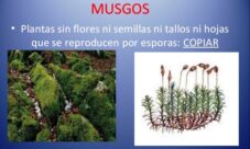 ¿Cuáles son las plantas que no tienen tallo?