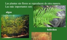 ¿Cómo se les llama a las plantas sin flores?