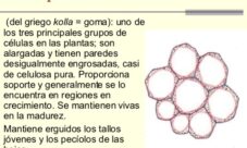 ¿Qué es la clorénquima?