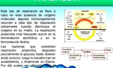 Respiración del reino mónera