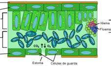 ¿Qué tejido predomina en el mesofilo de las hojas?